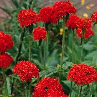 Semillas Cruz de Malta