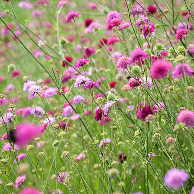 Knautia macedonica - Rosado