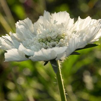 Scabiosa caucasica blanca