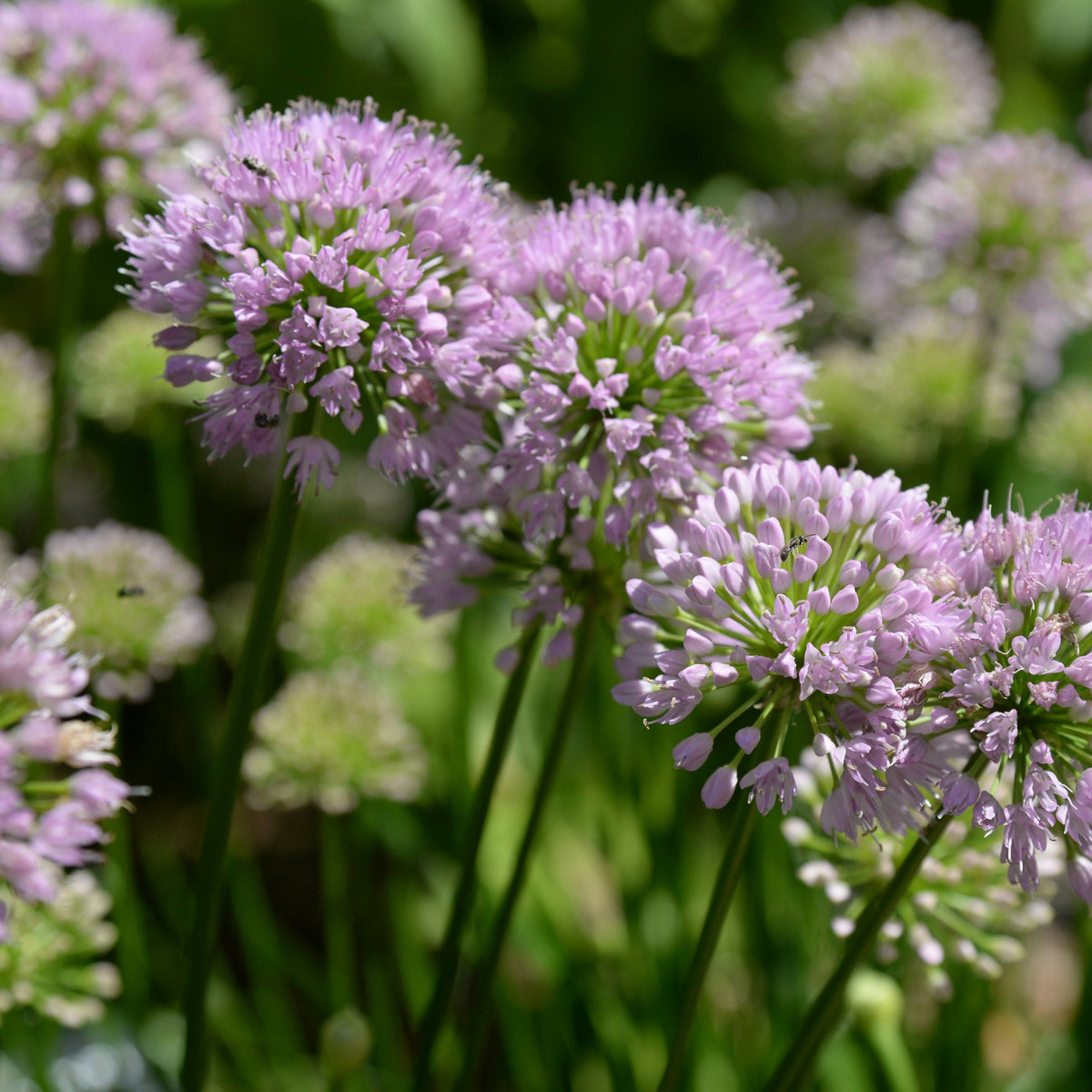 Allium ampeloprasum - Rosado