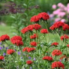 Semillas Cruz de Malta