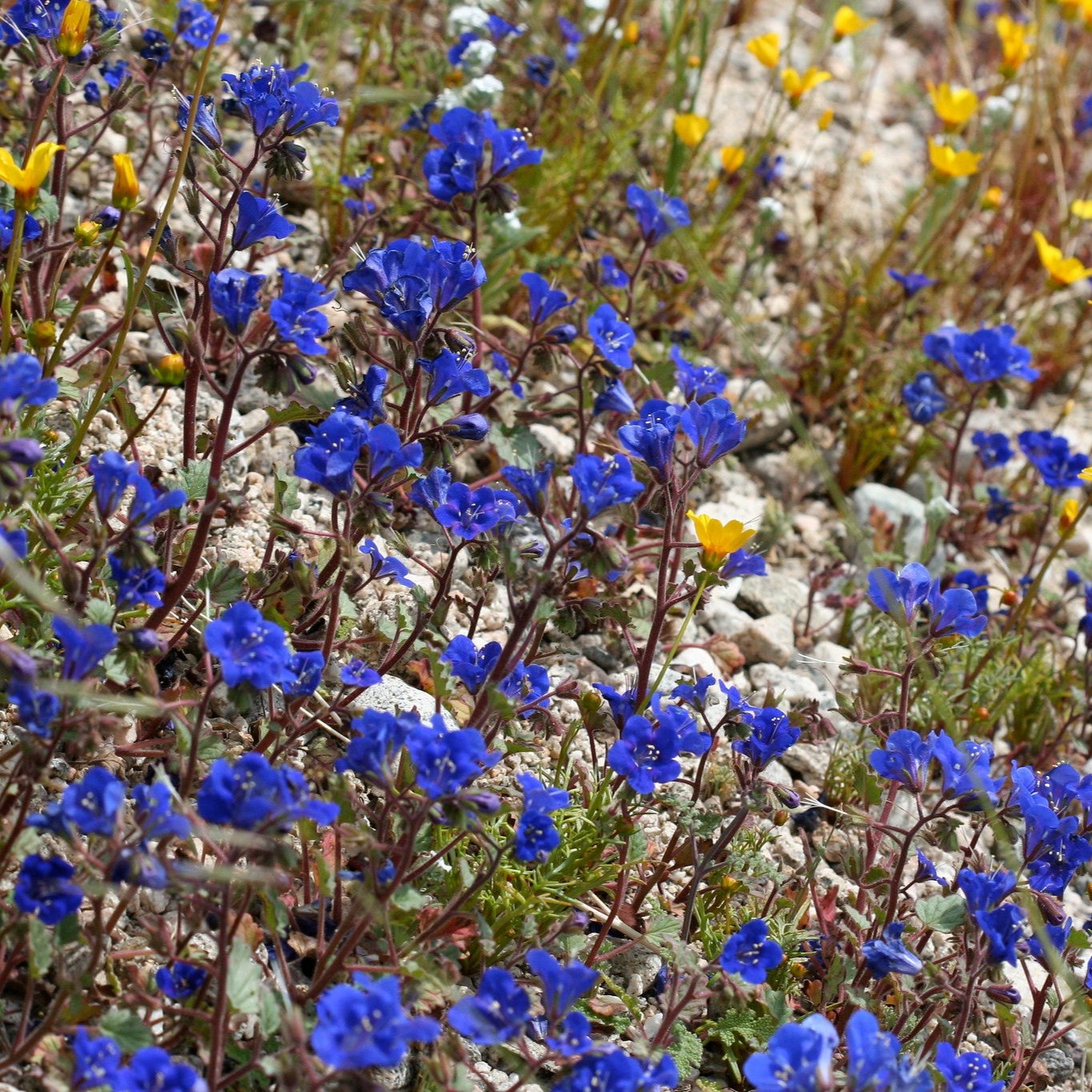 Semillas Campanita del Desierto