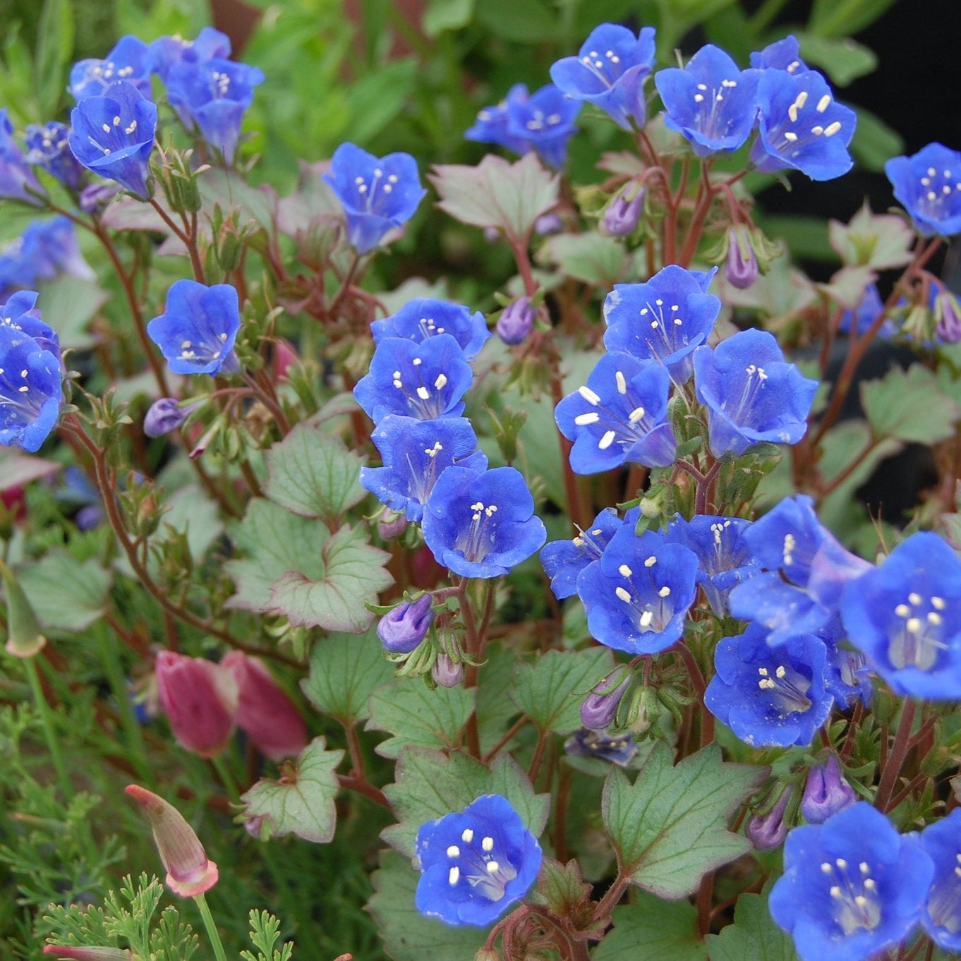 Semillas Campanita del Desierto