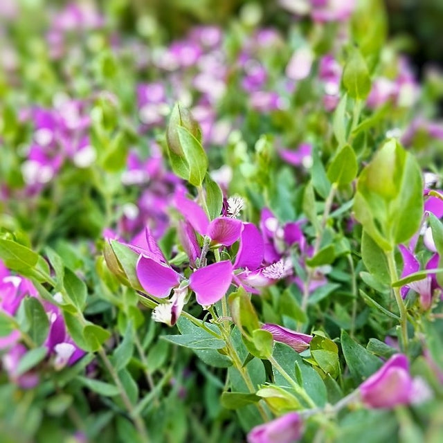 Polygala compacta - Fucsia