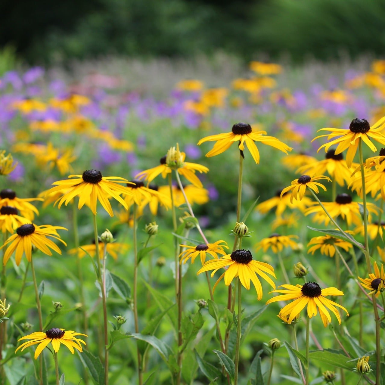 Semillas Rudbeckia Hirta