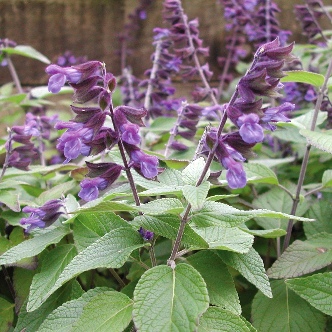 Salvia 'Anthony Parker' - Azul