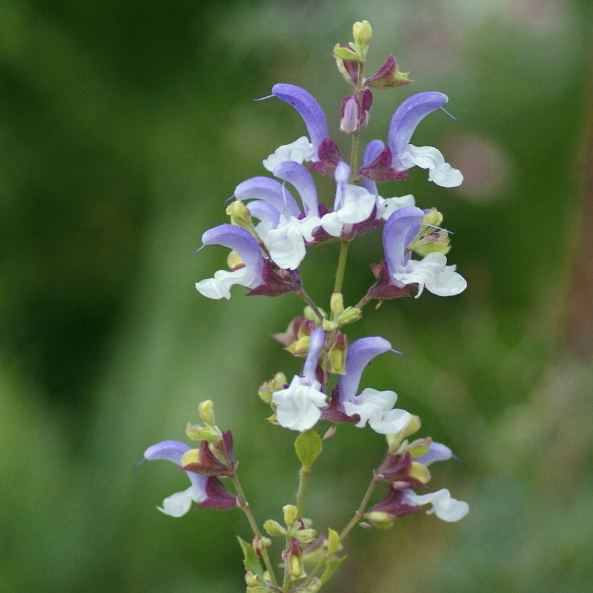 Salvia chamelaeagnea - Azul
