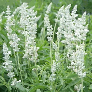 Salvia farinacea blanca