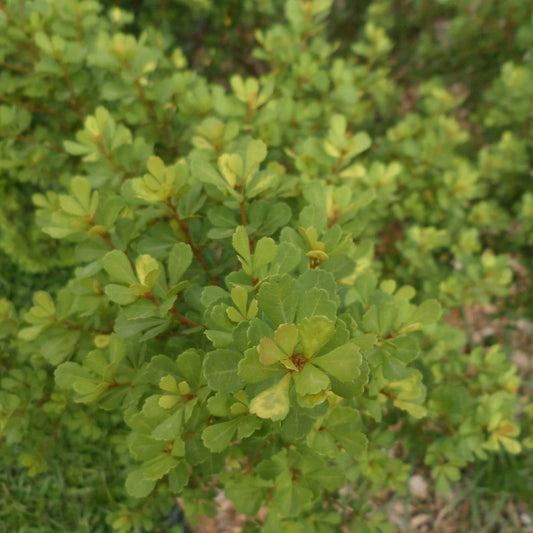 Rhus crenata