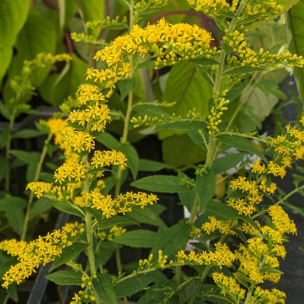 Solidago rugosa - Amarillo