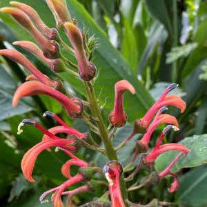 Lobelia tupa - Rojo