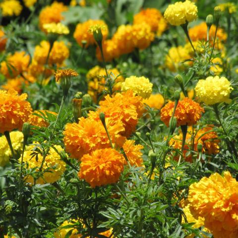 Semillas Tagetes
