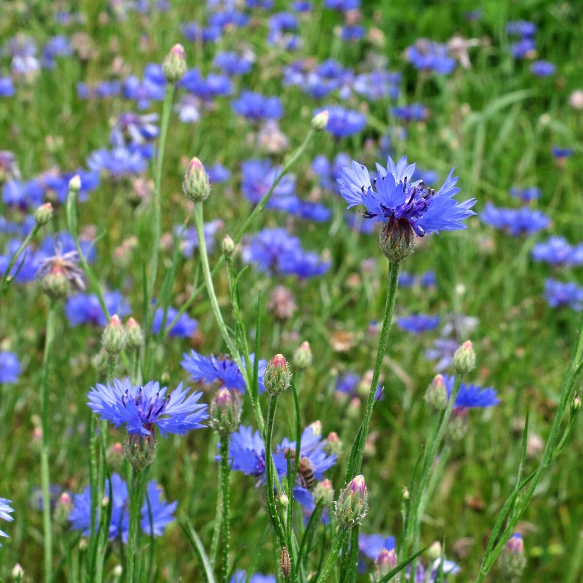 Semillas Centaurea Azul