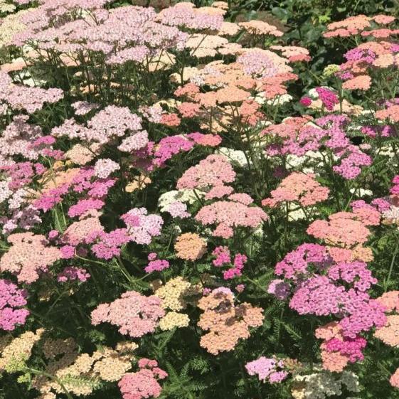 Achillea millefolium 'Summer Pastels' - Rosado